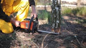 Man, WV Tree Care Company