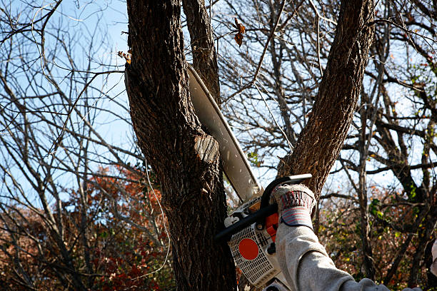 Best Emergency Tree Removal  in Man, WV
